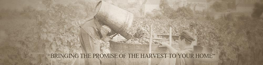 Vendange South Africa